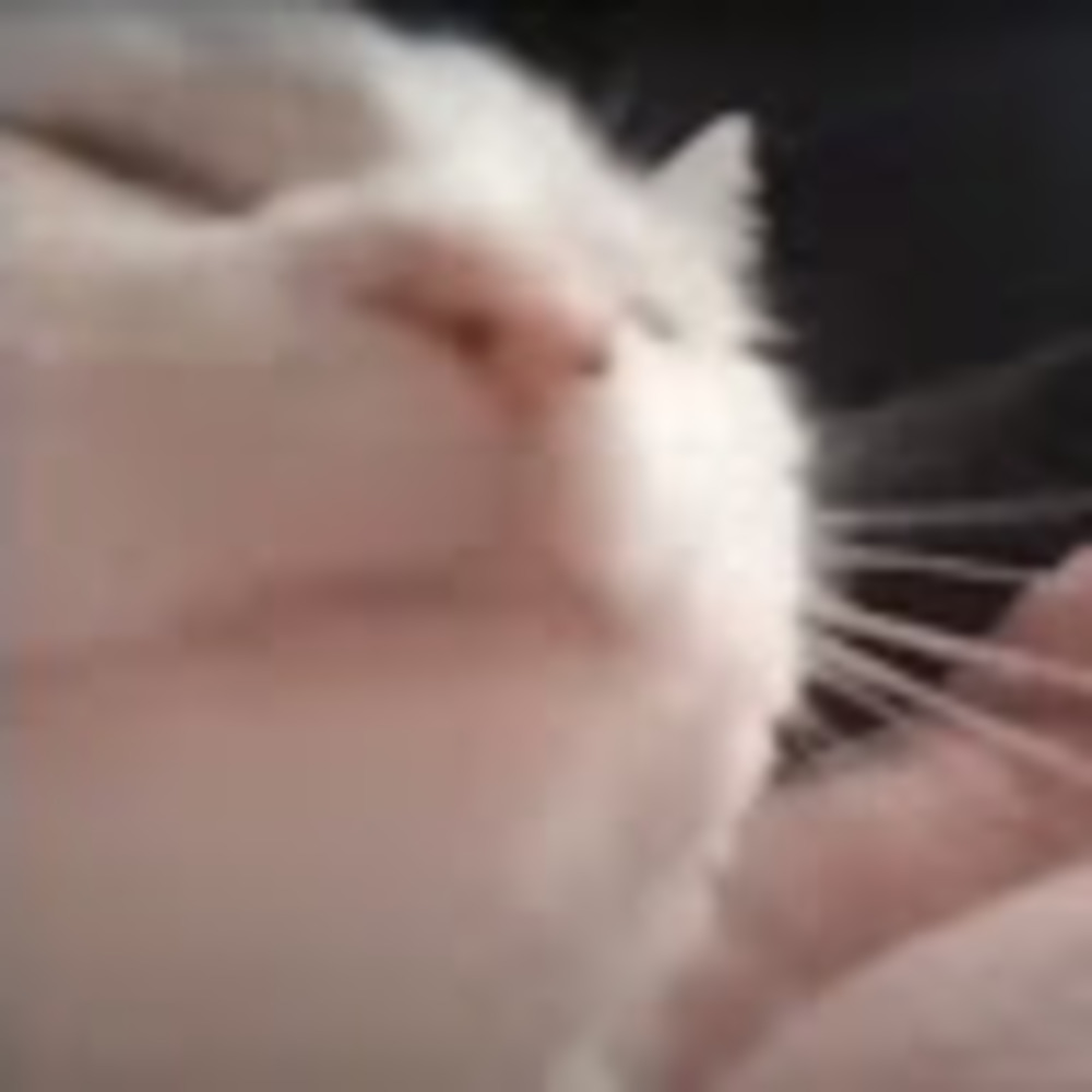 Meet your Posher, Hugo